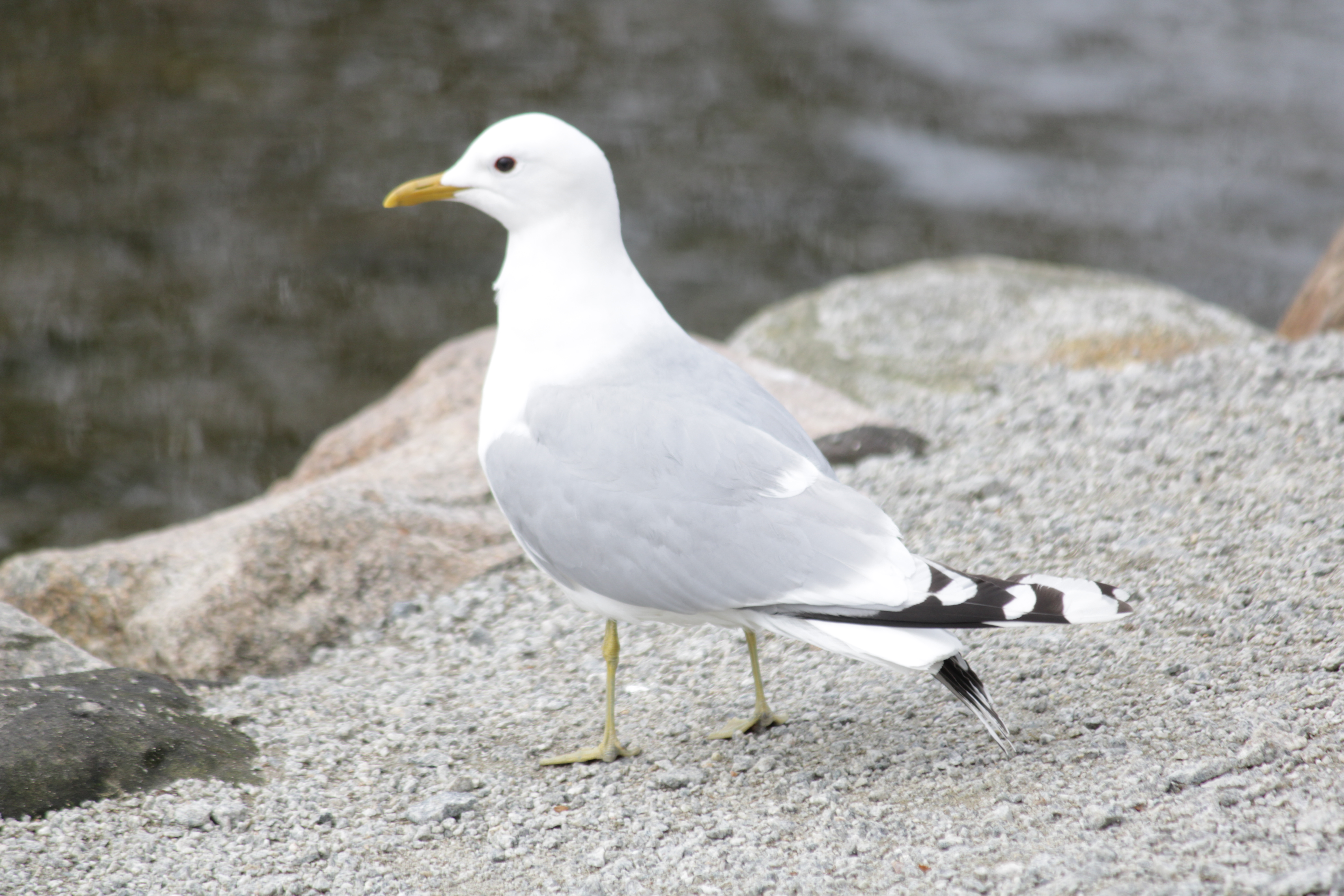 Fiskemåke