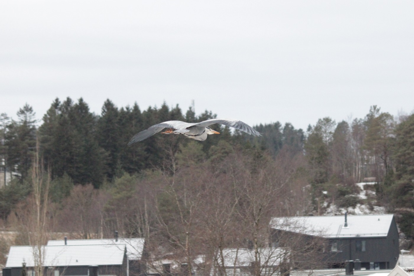 Gråhegre