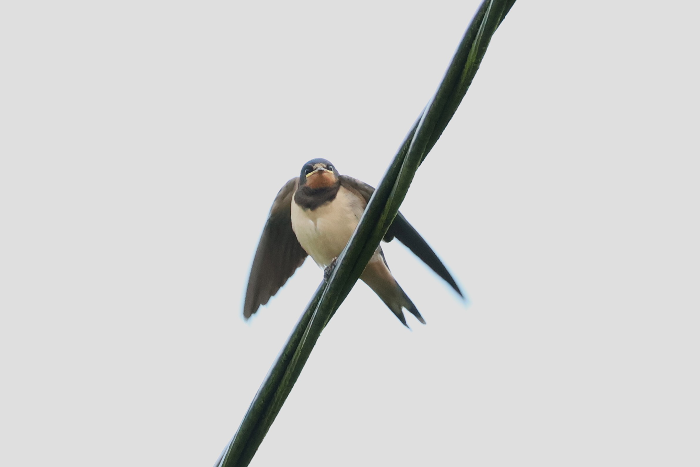 Låvesvale
